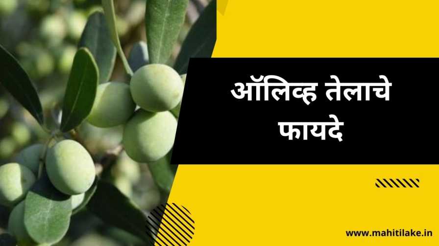  Olive Oil In Marathi MahitiLake