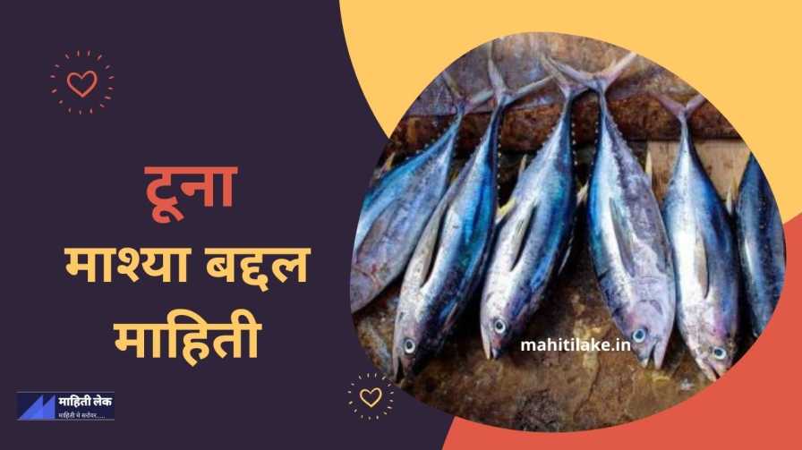  Tuna Fish In Marathi MahitiLake