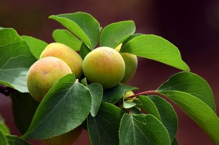 apricot in marathi name