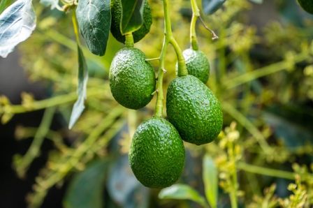 avocado meaning in marathi