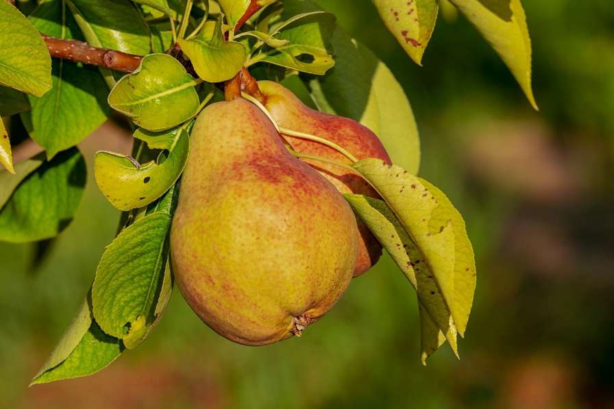 pears in marathi