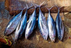 Marathi Fish टूना मासा खाण्याचे ६ आश्चर्यजनक फायदे | Tuna Fish in Marathi - MahitiLake
