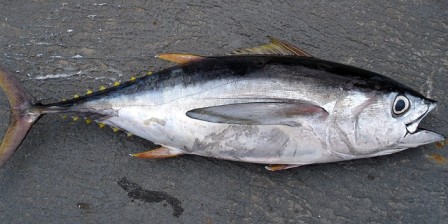 tuna in marathi
