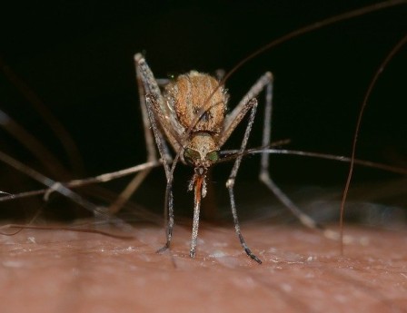dengue-fever-symptoms-in-marathi