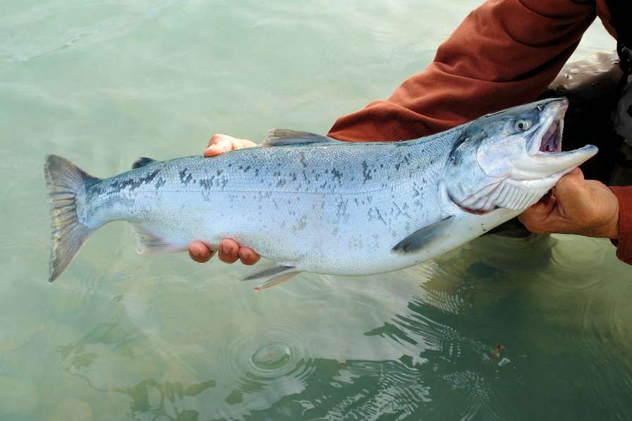 salmon-fish-in-marathi