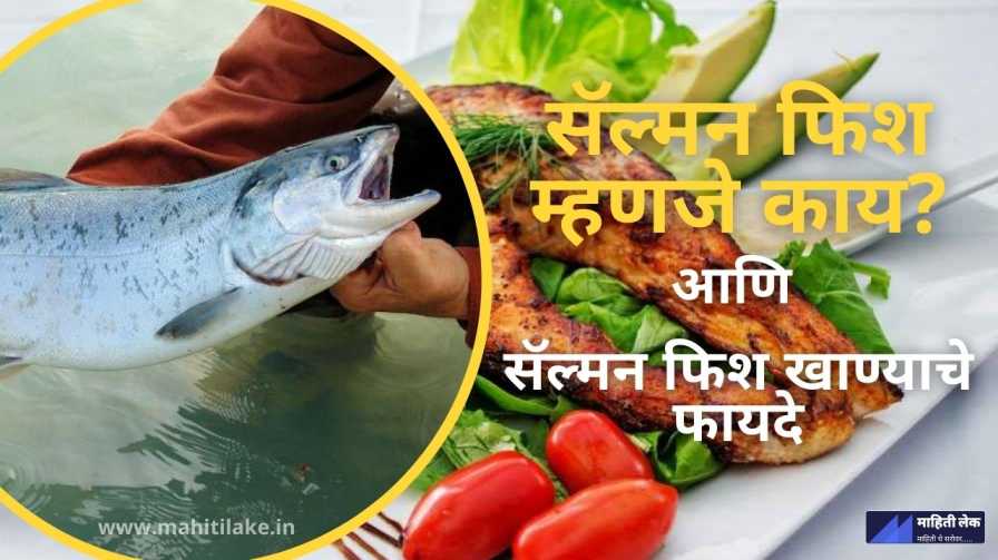 Marathi Fish सॅल्मन फिश खाण्याचे आश्चर्यकारक फायदे तसेच नुकसान सुद्धा - MahitiLake