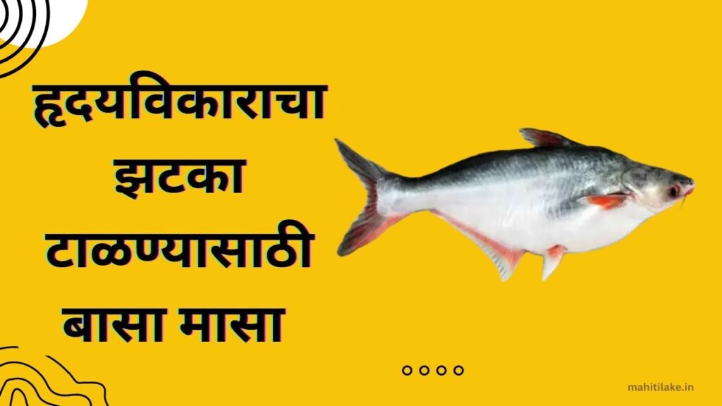 Basa-fish-in-Marathi