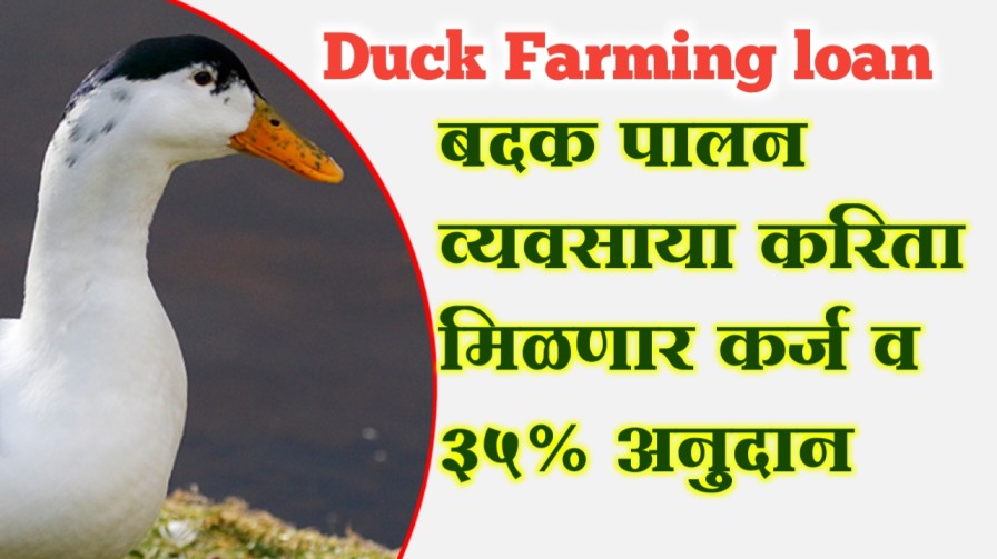Duck farming loan